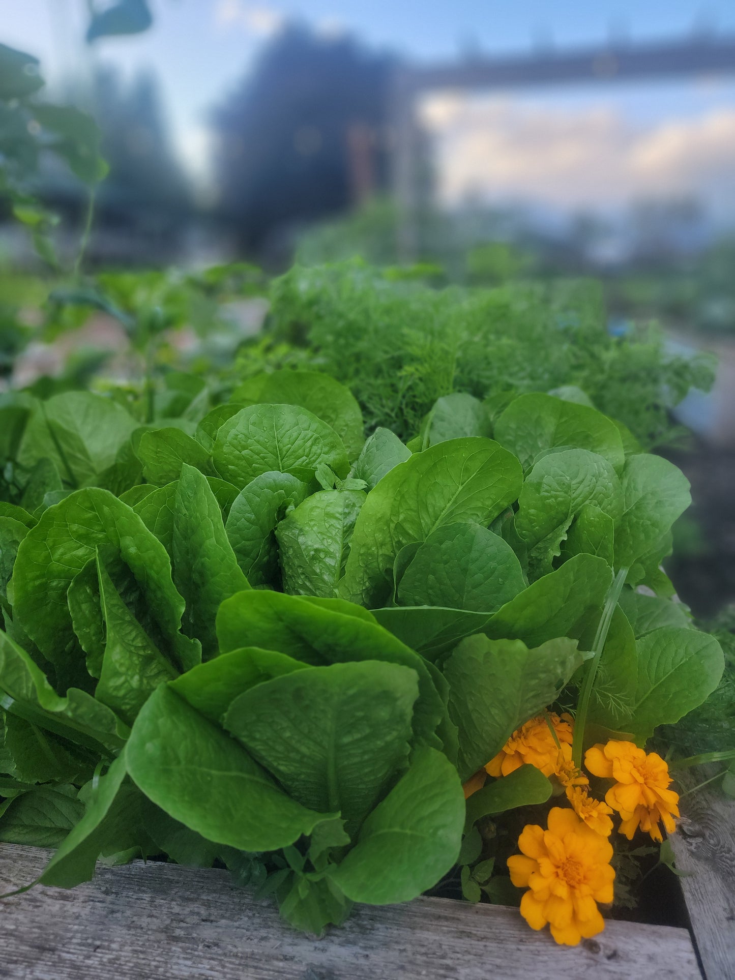 Fall Harvest Box Subscription