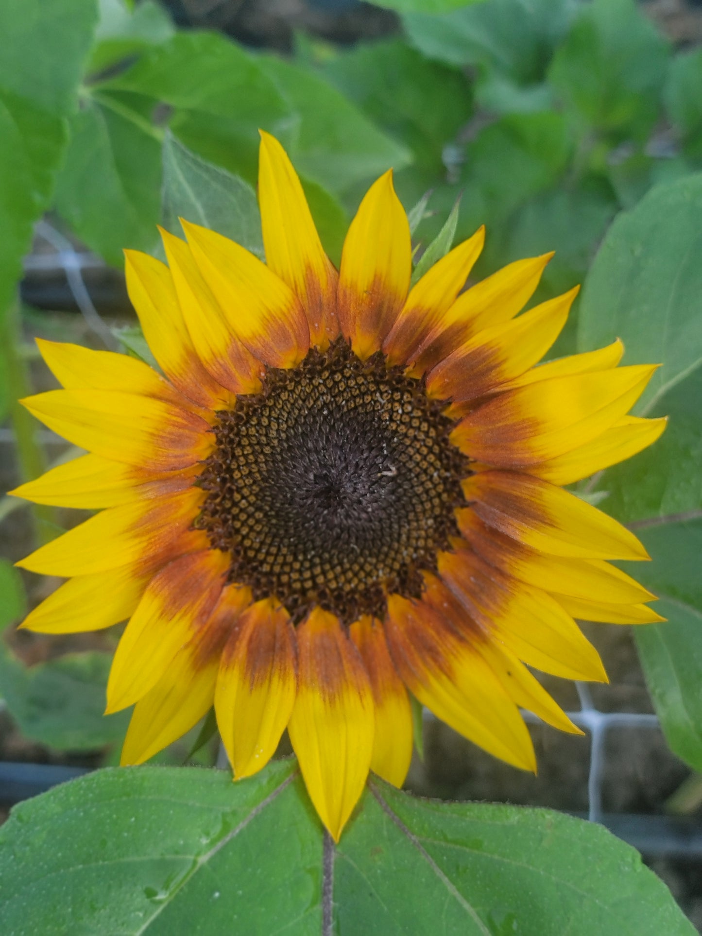September Sunflower Subscription