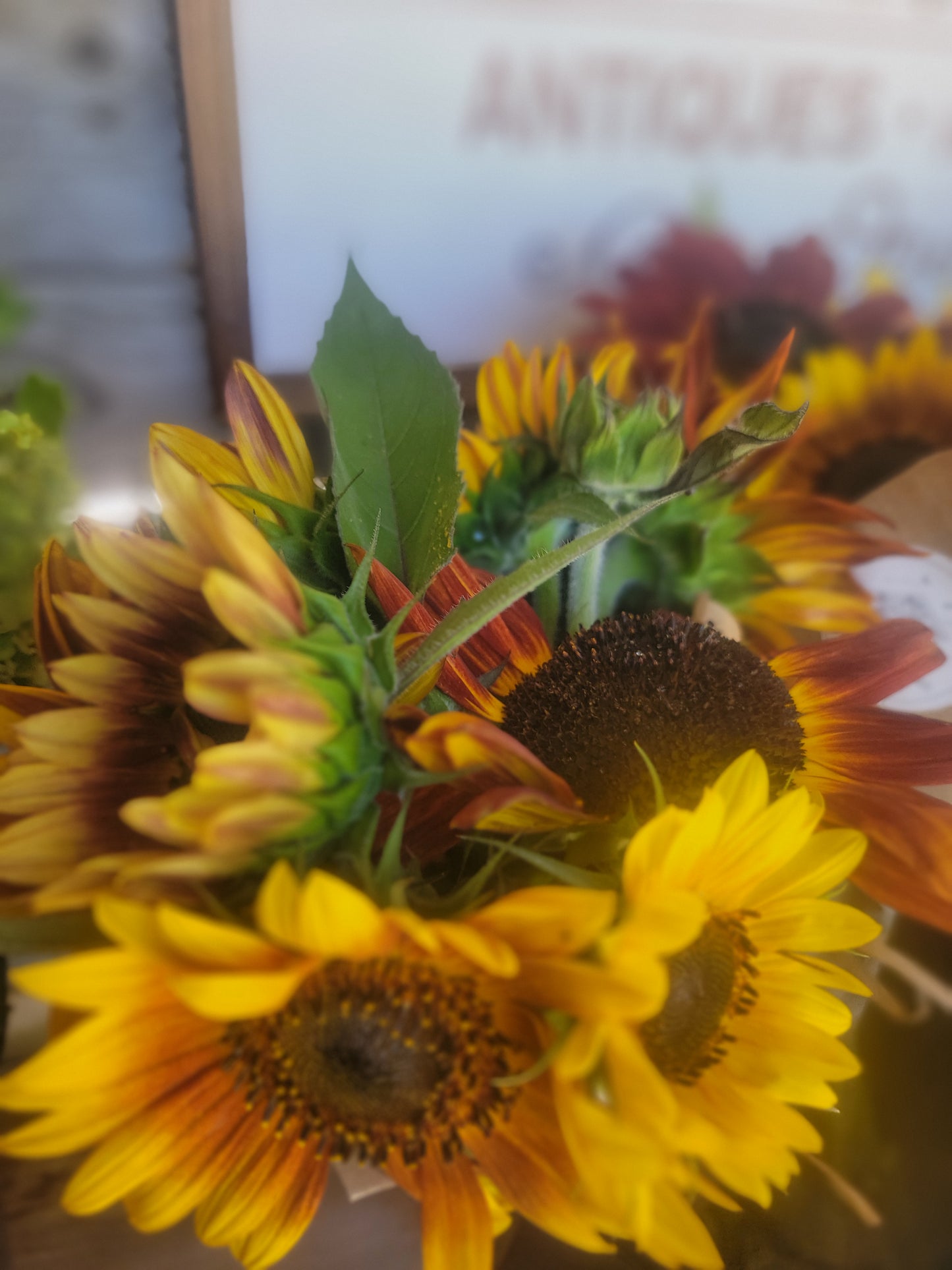 Fresh Cut Sunflower Bouquet