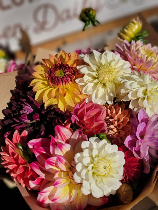 September Dahlia Subscription