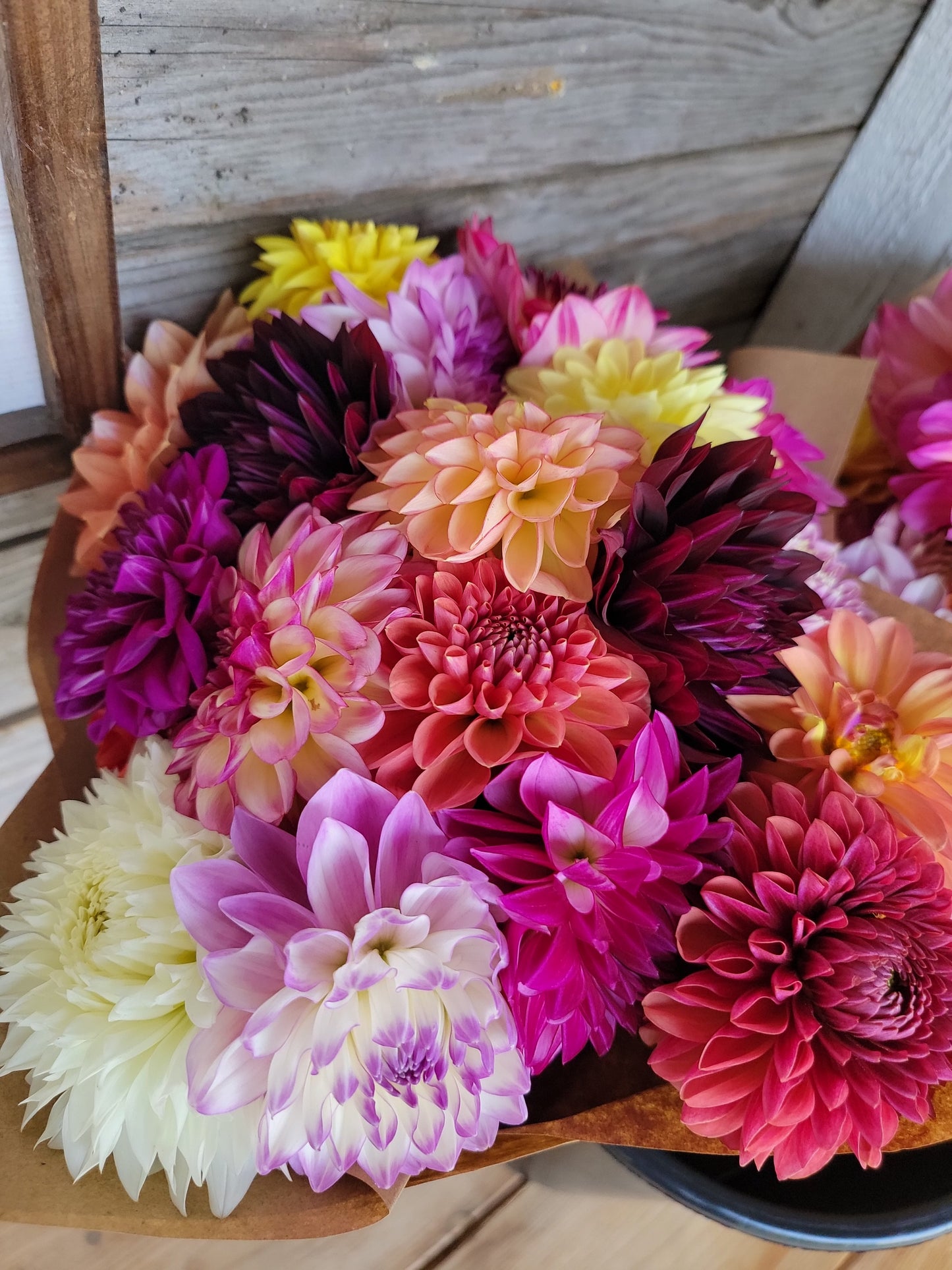 September Dahlia Subscription