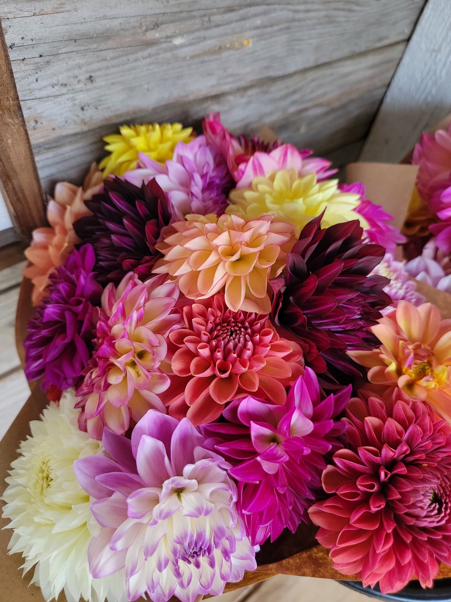 Fresh Cut Dahlia Bouquet