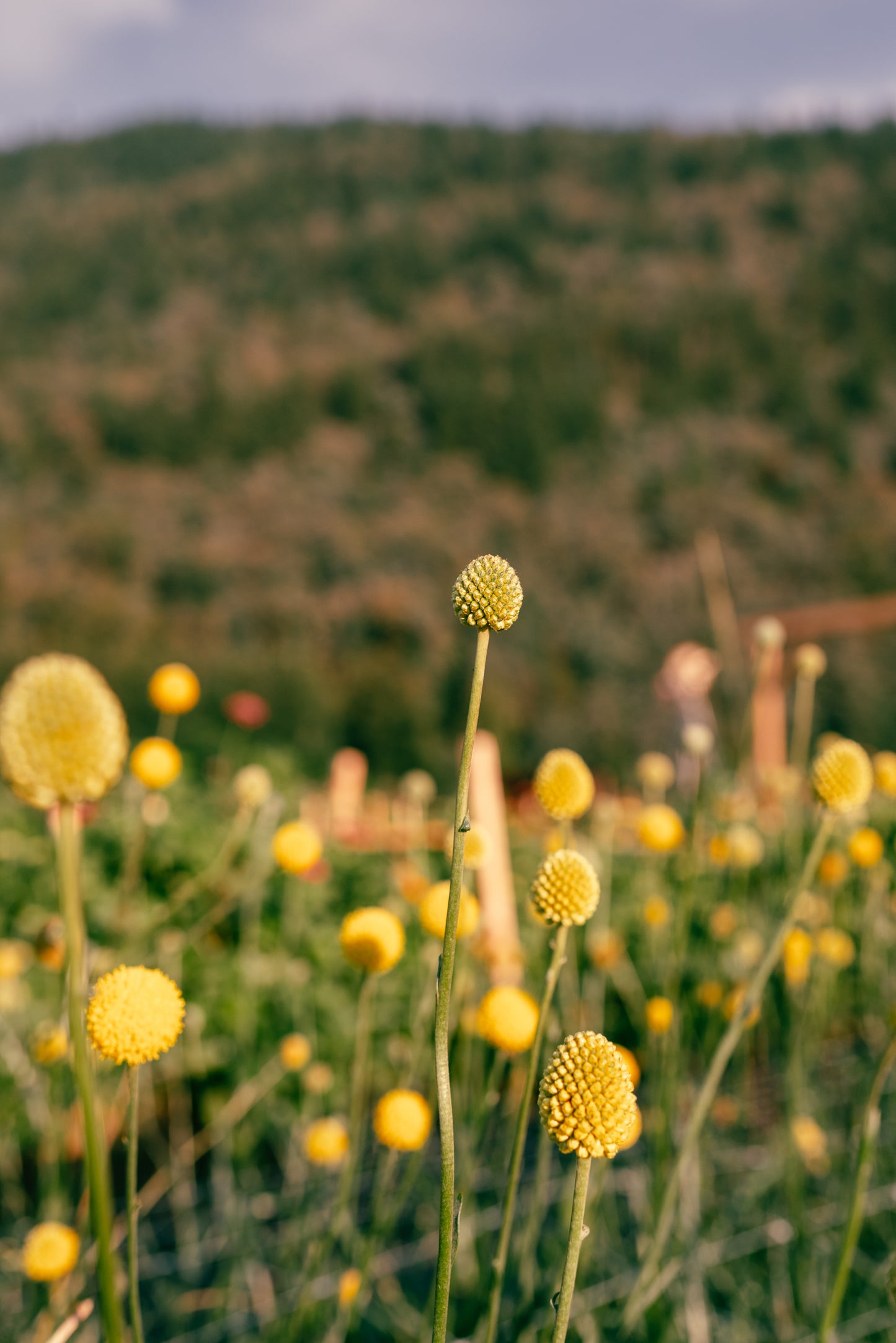 KIDS Petals and Poses: A Flower Farm Yoga and U-Pick Experience