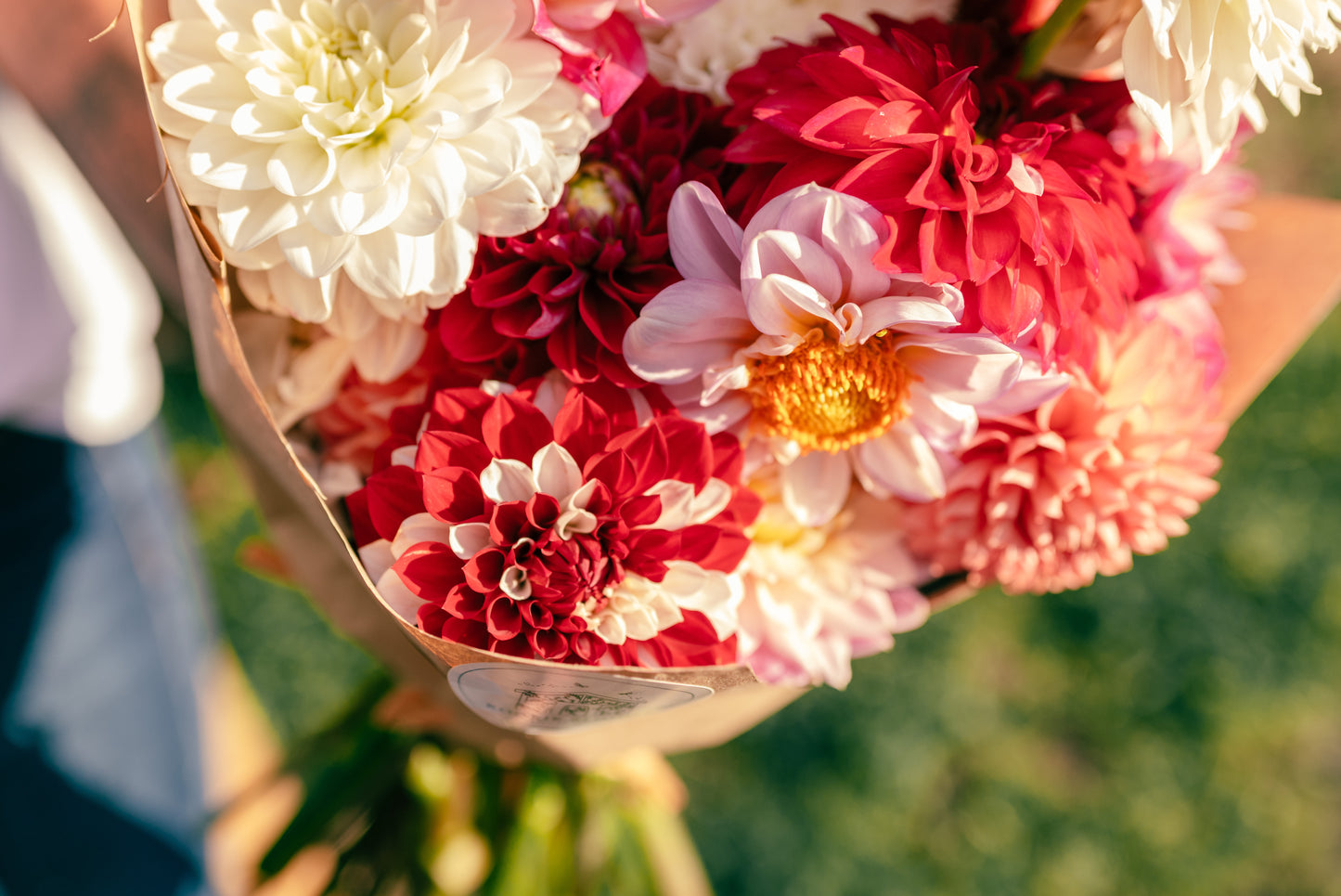 September Dahlia Subscription
