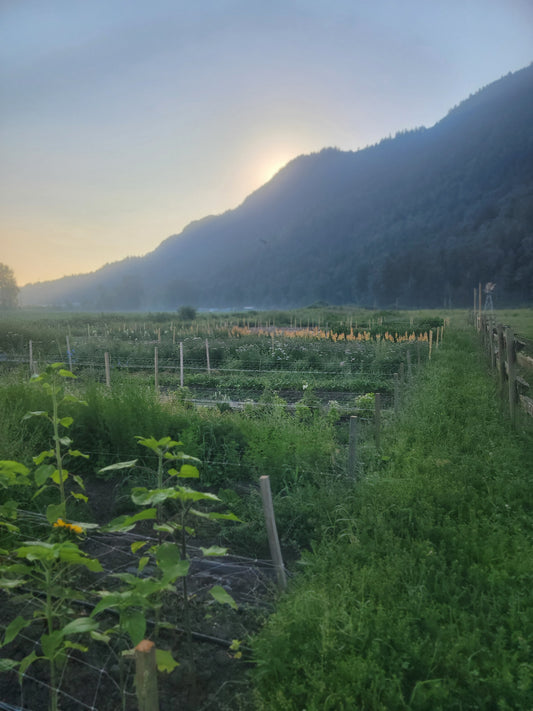 KIDS Petals and Poses: A Flower Farm Yoga and U-Pick Experience
