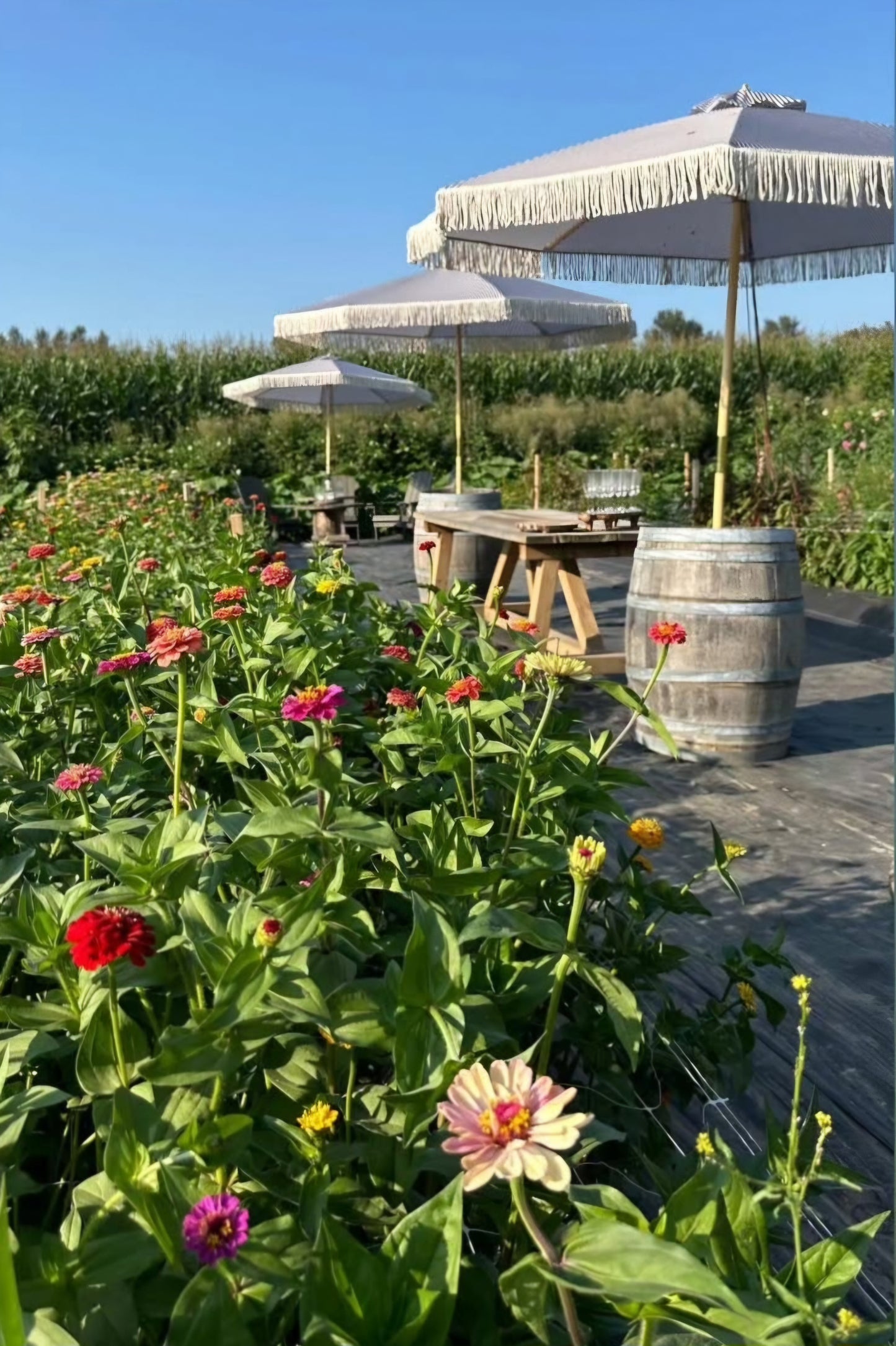 Petals and Poses: A Flower Farm Yoga and U-Pick Experience